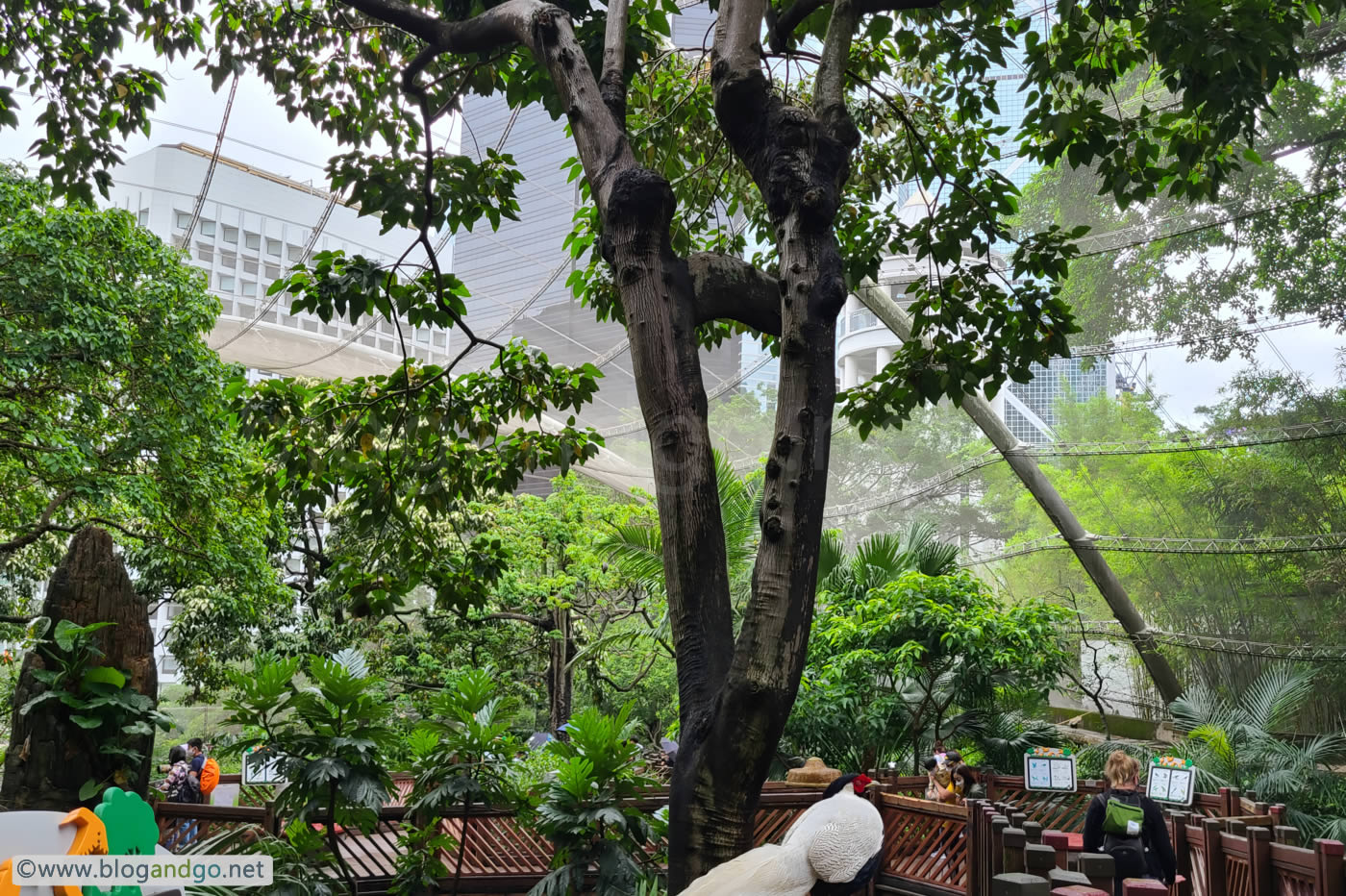 The Edward Youde Aviary, Hong Kong Park (2 May, 2022) 